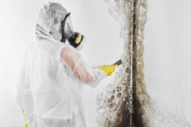 Best Residential Mold Removal  in Lake Arrowhead, ME