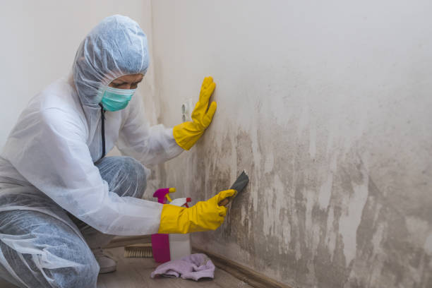 Best Attic Mold Removal  in Lake Arrowhead, ME