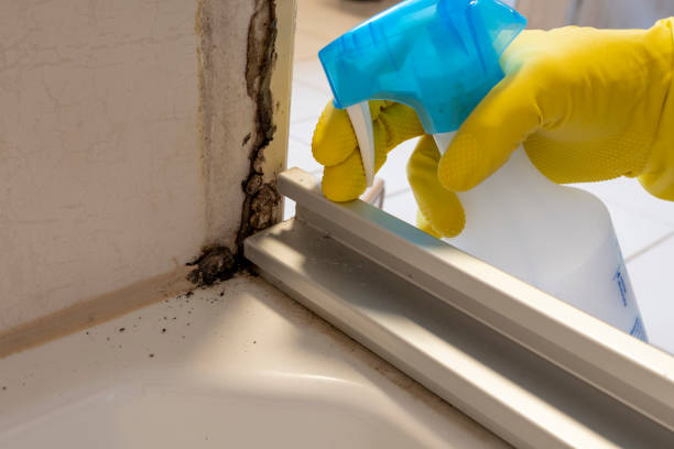 Best Mold Damage Repair  in Lake Arrowhead, ME