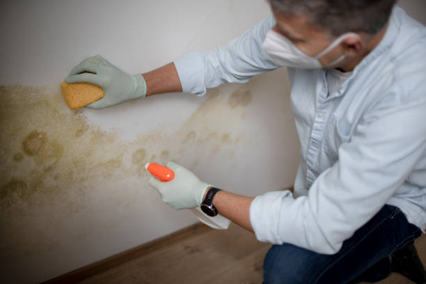 Best Residential Mold Removal  in Lake Arrowhead, ME