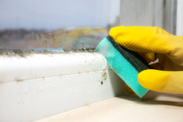 Best Office Mold Removal Services  in Lake Arrowhead, ME