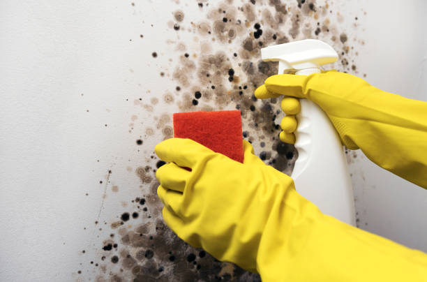 Best Home Mold Removal  in Lake Arrowhead, ME