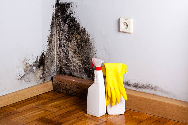 Trusted Lake Arrowhead, ME Mold Removal Experts