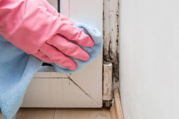 Best Local Mold Removal Service  in Lake Arrowhead, ME